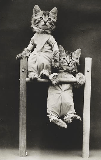 Tidig LOLcat – från 1870-talet.